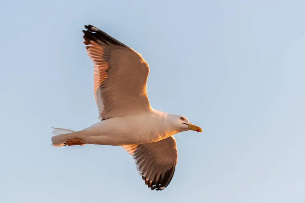 日落时海鸥在海上飞行 黄金时段照明 — 图库照片