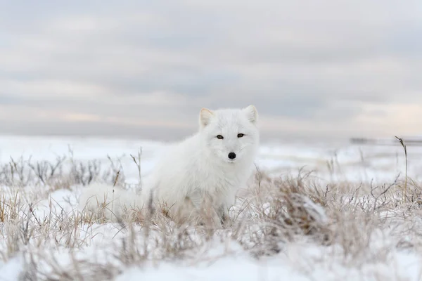 Арктический Лис Vulpes Lagopus Дикой Тундре Арктический Лис Сидит — стоковое фото