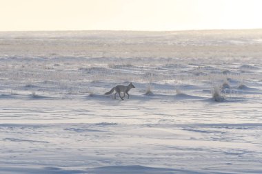 Tundra 'da kış zamanı vahşi kutup tilkisi (Vulpes Lagopus).