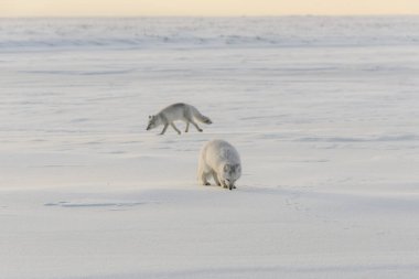 Wilde Tundra 'da iki genç kutup tilkisi (Vulpes Lagopus). Kutup tilkisi oynuyor.