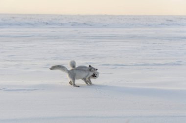 Wilde Tundra 'da iki genç kutup tilkisi (Vulpes Lagopus). Kutup tilkisi oynuyor.