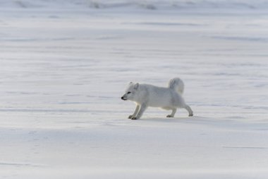 Tundra 'da kış zamanı vahşi kutup tilkisi (Vulpes Lagopus).