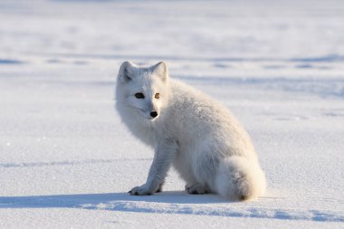 Kışın tundrada vahşi kutup tilkisi (Vulpes Lagopus). Beyaz kutup tilkisi yaklaş.