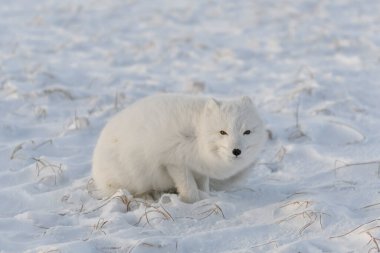 rctic fox (Vulpes Lagopus) in wilde tundra. Kutup tilkisi yalan söylüyor.