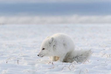rctic fox (Vulpes Lagopus) in wilde tundra. Kutup tilkisi yalan söylüyor.