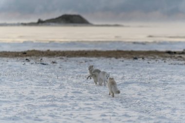 Endüstriyel geçmişi olan iki genç kutup tilkisi Wilde Tundra 'da oynuyor..