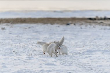 İki genç kutup tilkisi kış vakti Wilde Tundra 'da oynuyorlar..