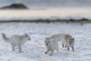 İki genç kutup tilkisi kış vakti Wilde Tundra 'da oynuyorlar..