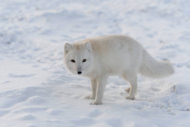 Tundra 'da kış zamanı vahşi kutup tilkisi (Vulpes Lagopus).