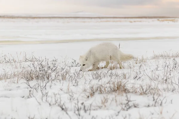 Renard Arctique Sauvage Vulpes Lagopus Dans Toundra Hiver — Photo