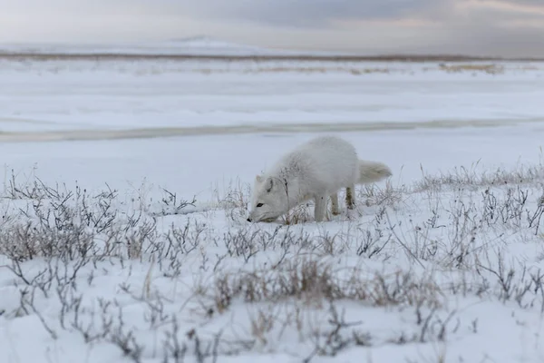 Zorro Ártico Salvaje Vulpes Lagopus Tundra Invierno —  Fotos de Stock
