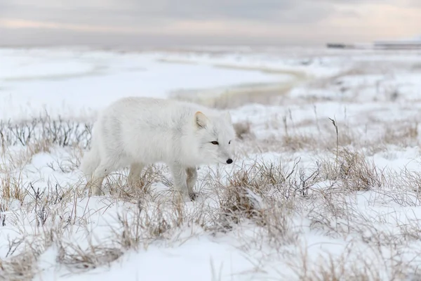 Zorro Ártico Salvaje Vulpes Lagopus Tundra Invierno —  Fotos de Stock