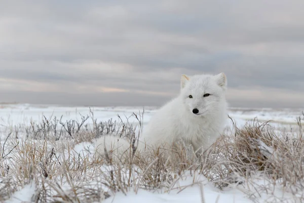 北冰洋狐狸 Vulpes Lagopus 在荒原冻原 北极狐狸坐着 — 图库照片