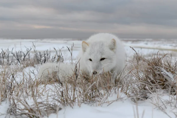 Arctic Fox Winter Time Siberian Tundra — Stock Photo, Image