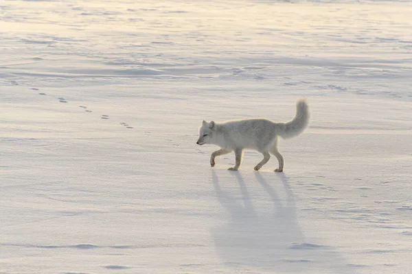 Happy arctic fox in winter tundra. Funny arctic fox.