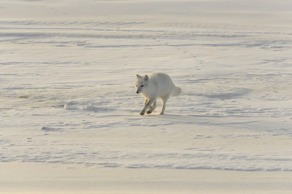 Happy arctic fox in winter tundra. Funny arctic fox.