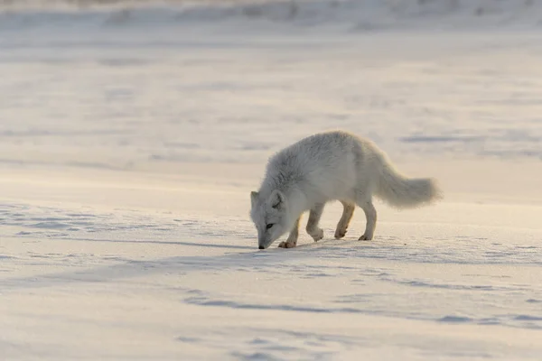 Wilde Poolvos Vulpes Lagopus Toendra Winter — Stockfoto