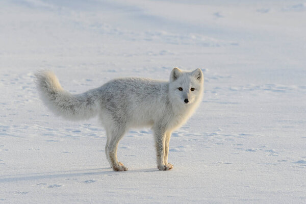 Happy arctic fox in winter tundra. Funny arctic fox.