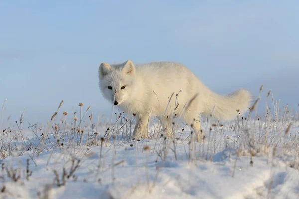 Hermoso Zorro Ártico Tundra Invierno Salvaje —  Fotos de Stock