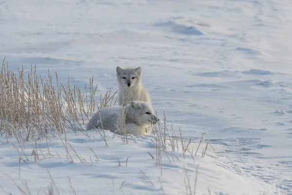 冬のツンドラで野生の北極キツネ Vulpes Lagopus — ストック写真