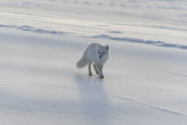 Дикая Арктическая Лиса Vulpes Lagopus Тундре Зимой — стоковое фото