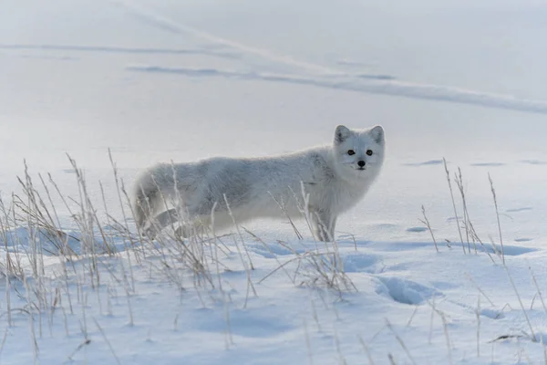 Arctic Fox Winter Time Siberian Tundra — Stock Photo, Image