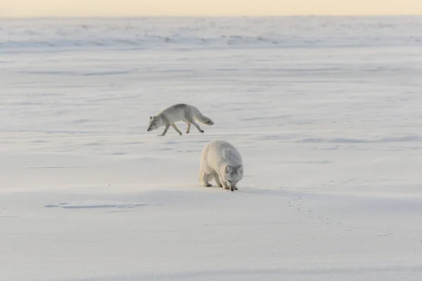 野生のツンドラには2頭の若い北極キツネ Vulpes Lagopus がいる 北極キツネ遊び — ストック写真