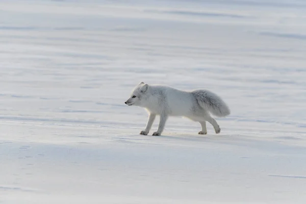 Tundra Kış Zamanı Vahşi Kutup Tilkisi Vulpes Lagopus — Stok fotoğraf