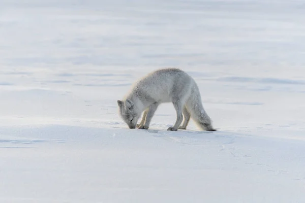 Raposa Ártica Selvagem Vulpes Lagopus Tundra Inverno — Fotografia de Stock