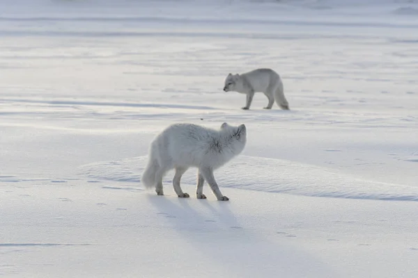 Dos Zorros Árticos Jóvenes Vulpes Lagopus Tundra Salvaje Zorro Ártico — Foto de Stock