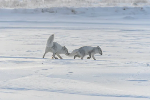 Dos Zorros Árticos Jóvenes Vulpes Lagopus Tundra Salvaje Zorro Ártico — Foto de Stock