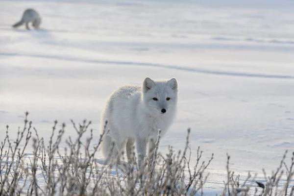 冬季西伯利亚冻土带中的北冰洋狐狸 — 图库照片