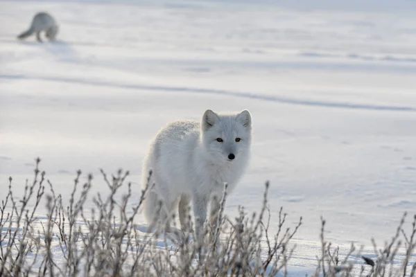 Zorro Ártico Tundra Siberiana Invierno — Foto de Stock