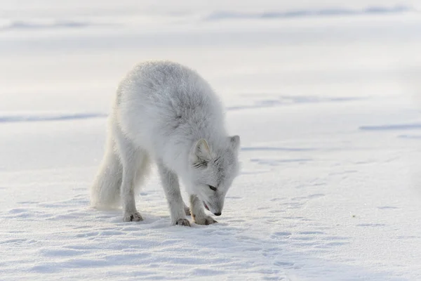 Lis Arktyczny Tundrze Syberyjskiej Okresie Zimowym — Zdjęcie stockowe