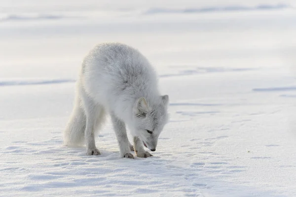 Arctische Vos Siberische Toendra Winter — Stockfoto