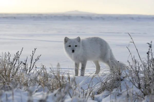 Arctic Fox Siberian Tundra Winter Time — Stock Photo, Image