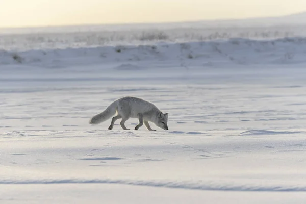 Arktischer Wildfuchs Vulpes Lagopus Der Tundra Winter — Stockfoto