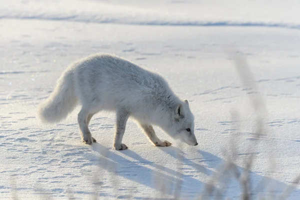 Raposa Ártica Tempo Inverno Tundra Siberiana — Fotografia de Stock