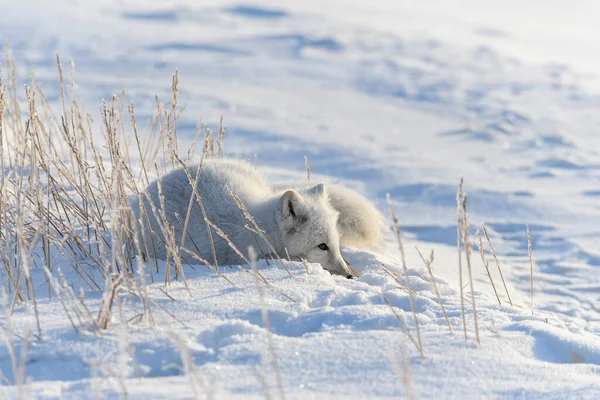 Polarfuchs Vulpes Lagopus Der Wilden Tundra Polarfuchs Lügt Schlafen Der — Stockfoto