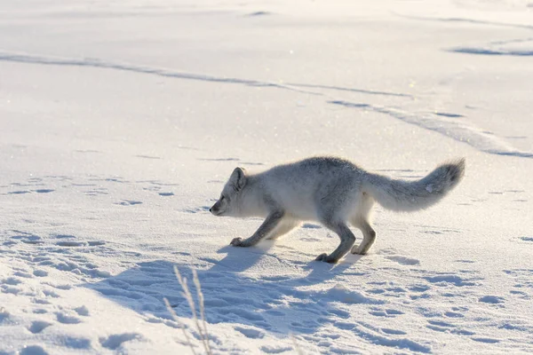 Glücklicher Polarfuchs Der Winterlichen Tundra Lustiger Polarfuchs — Stockfoto