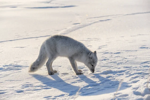 Polarfuchs Winter Der Sibirischen Tundra — Stockfoto