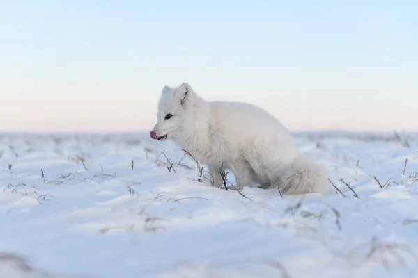 Sarki Róka Vulpes Lagopus Wilde Tundrán Fehér Sarki Róka — Stock Fotó