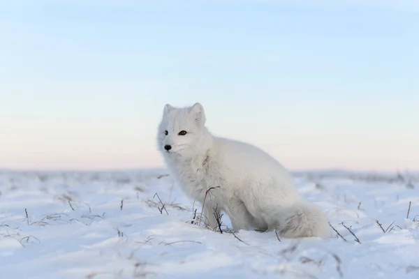 Arctische Vos Vulpes Lagopus Wilde Toendra Witte Poolvos Zittend — Stockfoto