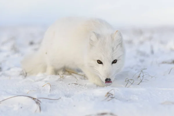 Zorro Ártico Vulpes Lagopus Invierno Tundra Siberiana Con Fondo Industrial —  Fotos de Stock