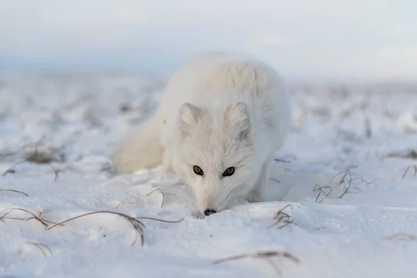 Volpe Artica Vulpes Lagopus Inverno Nella Tundra Siberiana Con Sfondo — Foto Stock