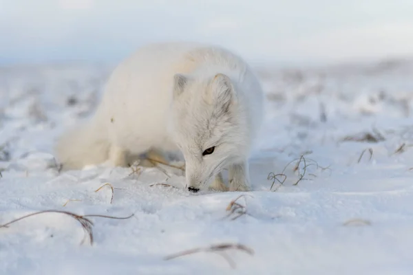 Арктическая Лиса Vulpes Lagopus Зимнее Время Сибирской Тундре Промышленным Прошлым — стоковое фото