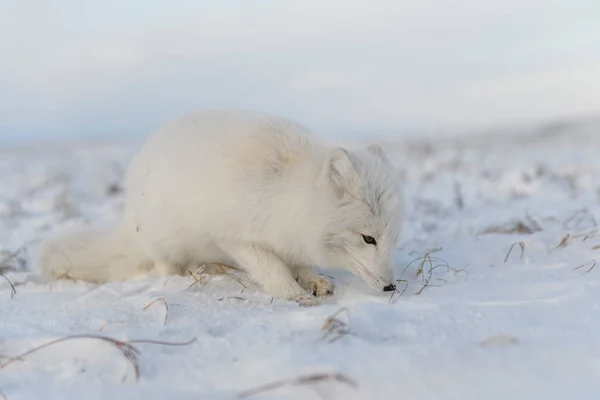 具有工业背景的西伯利亚冻土带冬季北极狐 Vulpes Lagopus — 图库照片