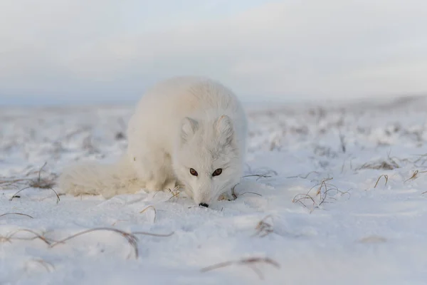 Арктическая Лиса Vulpes Lagopus Зимнее Время Сибирской Тундре Промышленным Прошлым — стоковое фото