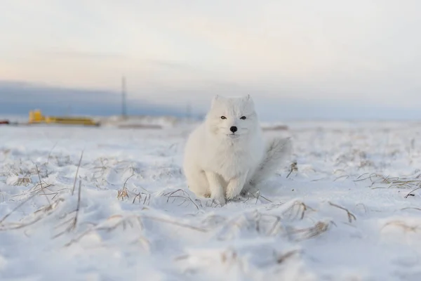 Arctic Fox Vulpes Lagopus Winter Time Siberian Tundra Industrial Background — Stock Photo, Image