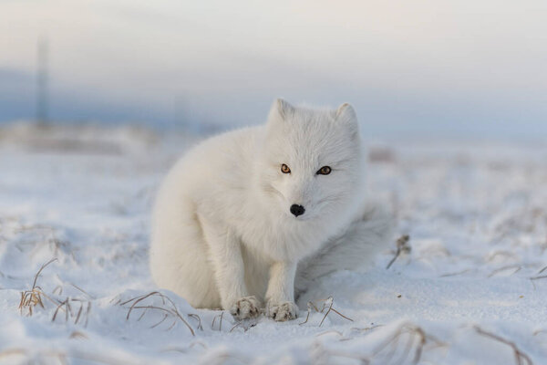 Arctic fox (Vulpes Lagopus) in winter time in Siberian tundra with industrial background.